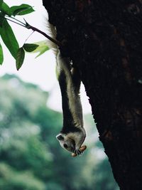 Squirrel eating on tree trunk