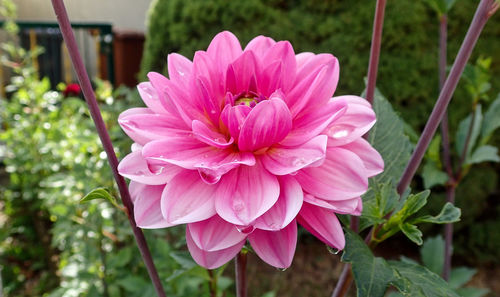Close-up of pink flower blooming outdoors
