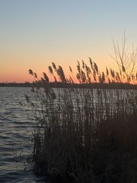 Plants growing by lake against sky during sunset