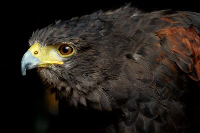 Close-up of eagle