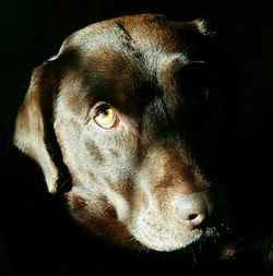 Close-up portrait of a dog