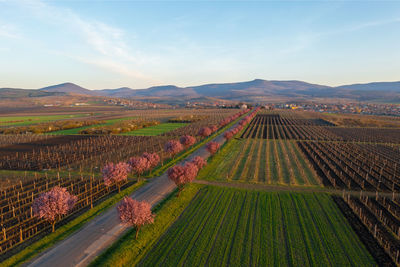 Gyongyostarjan, hungary - aerial view about beautiful blooming plum trees by the road.