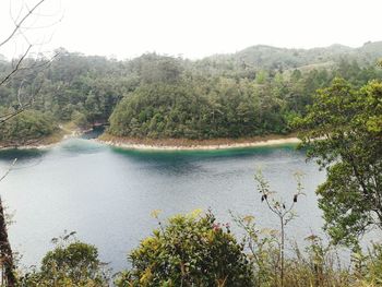 Scenic view of river in forest against clear sky