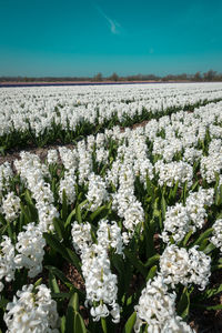 Close-up of white flowering plants on field