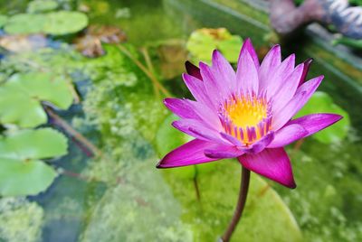 Close-up of water lily blooming outdoors