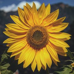 Close-up of sunflower