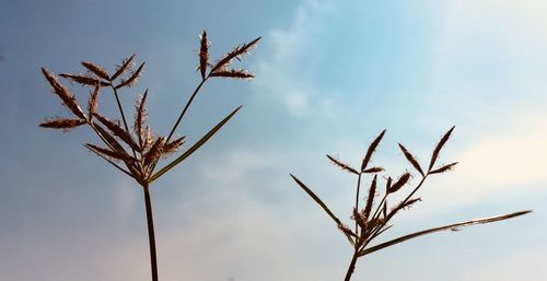 Low angle view of dry plant against sky