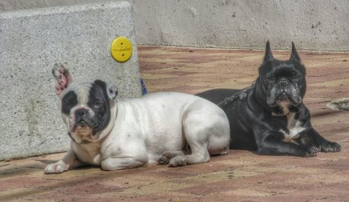 Two dogs resting on wooden surface