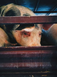 Close-up of cow in pen