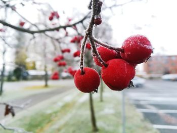 Close-up of frozen berries on tree against sky