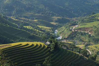 Aerial view of agricultural field