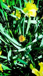 Close-up of yellow flowers