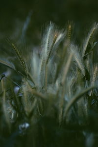 Close-up of stalks in field