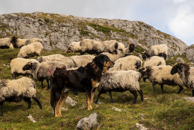 Goats on field