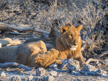 Two young male lions resting in arid landscape of etosha national park, namibia, africa