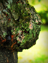 Close-up of moss on tree trunk