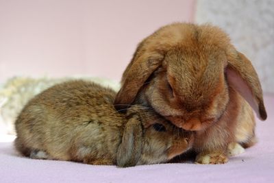 Close-up of a rabbit