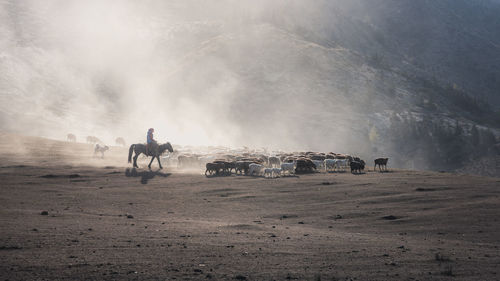 Man riding horse on shore against sky