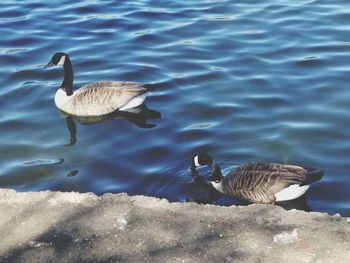 Bird flying over lake