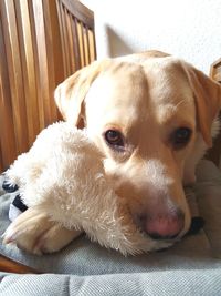 Close-up portrait of dog relaxing at home