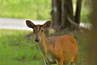 Barking deer is very beautiful decoration in the wild and remain in the national park of thai land.
