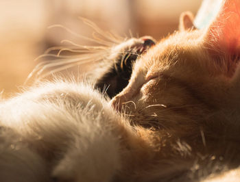 Close-up of cat sleeping