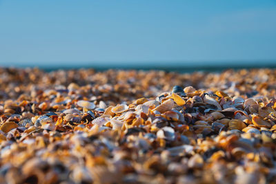 Beach consisting of small shells instead of sand with the sea in the background. macro shot of the