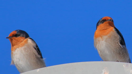 Low angle view of bird against clear blue sky