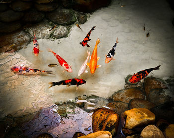 Close-up of koi carps swimming in pond