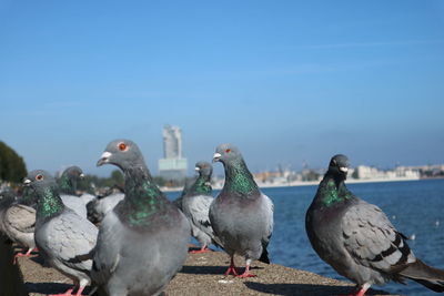 Close-up of seagulls perching on the shore