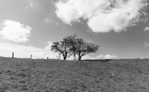 Trees on field against sky