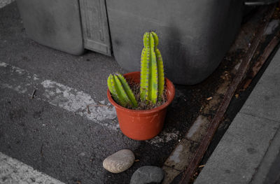 High angle view of potted plant on footpath