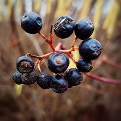 Close-up of berries growing on tree