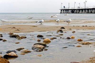 Birds on beach against sky