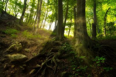 Trees growing in forest