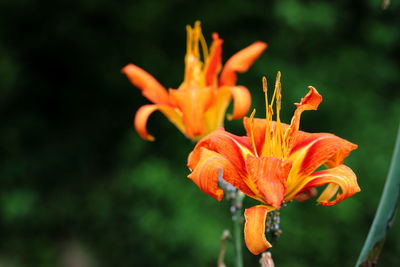 Close-up of orange lily