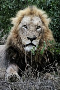 Portrait of lion sitting outdoors