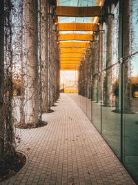 Empty footpath amidst trees in city