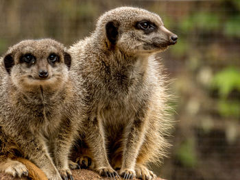 Close-up of meerkats sitting outdoors