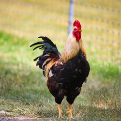 View of a rooster on land