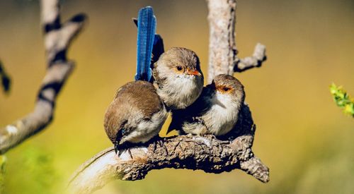 Close-up of bird perching on branch