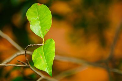 Close-up of leaf on plant