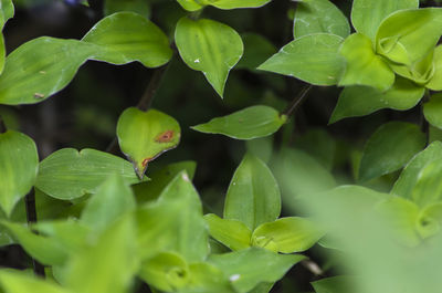 Close-up of green leaves