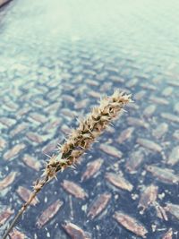 Close-up of a plant