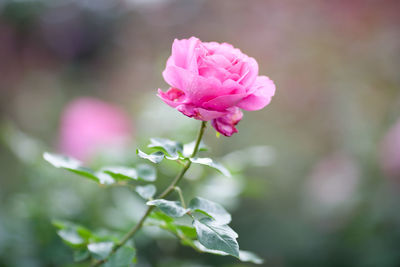 Close-up of pink rose