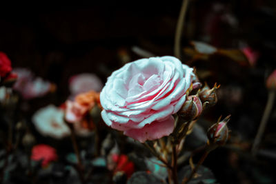 Close-up of flower against blurred background