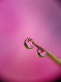 Close-up of pink flower