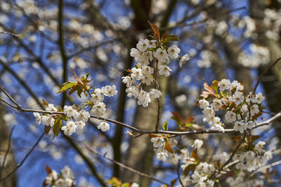 Close-up of cherry blossoms in spring