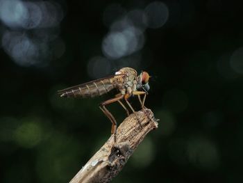 Close-up of insect on plant