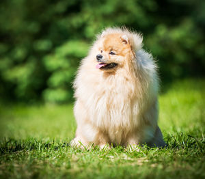 View of dog sitting on grass